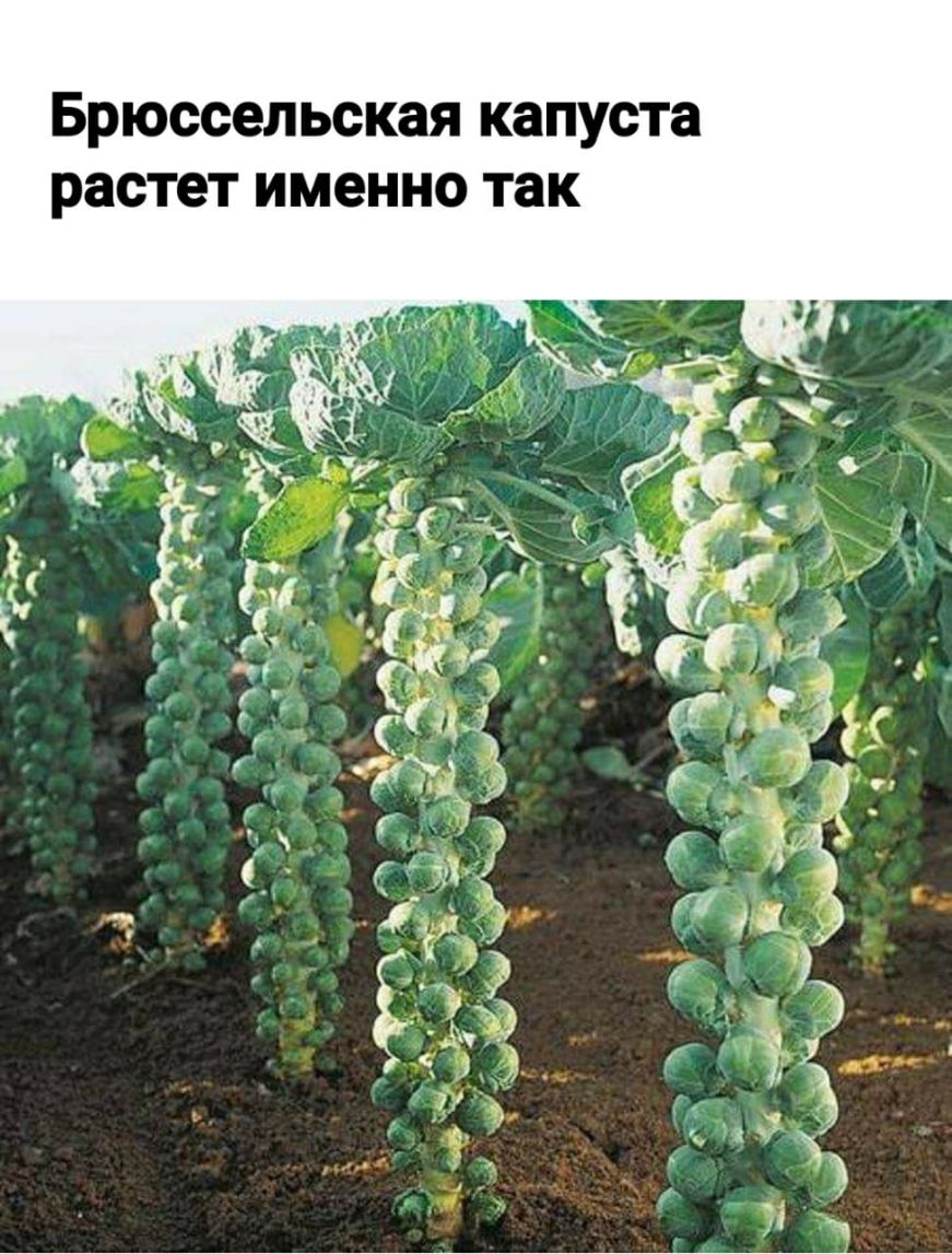 Брюссельская капуста растет именно так