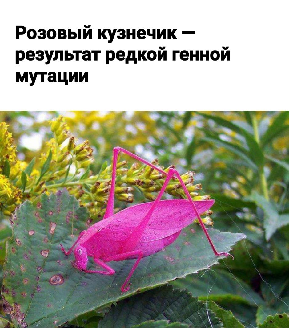 Розовый кузнечик результат редкой генной мутации
