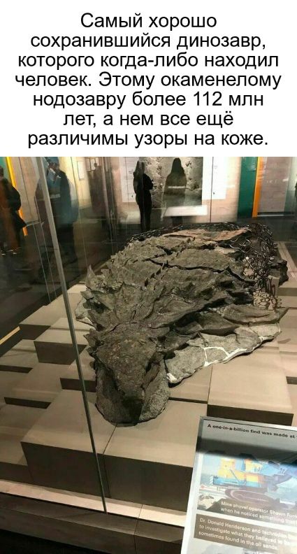 Самый хорошо сохранившийся динозавр которого когда либо находил человек Этому окаменепому нодозавру более 112 млн лет а нем все ещё различимы узоры на коже