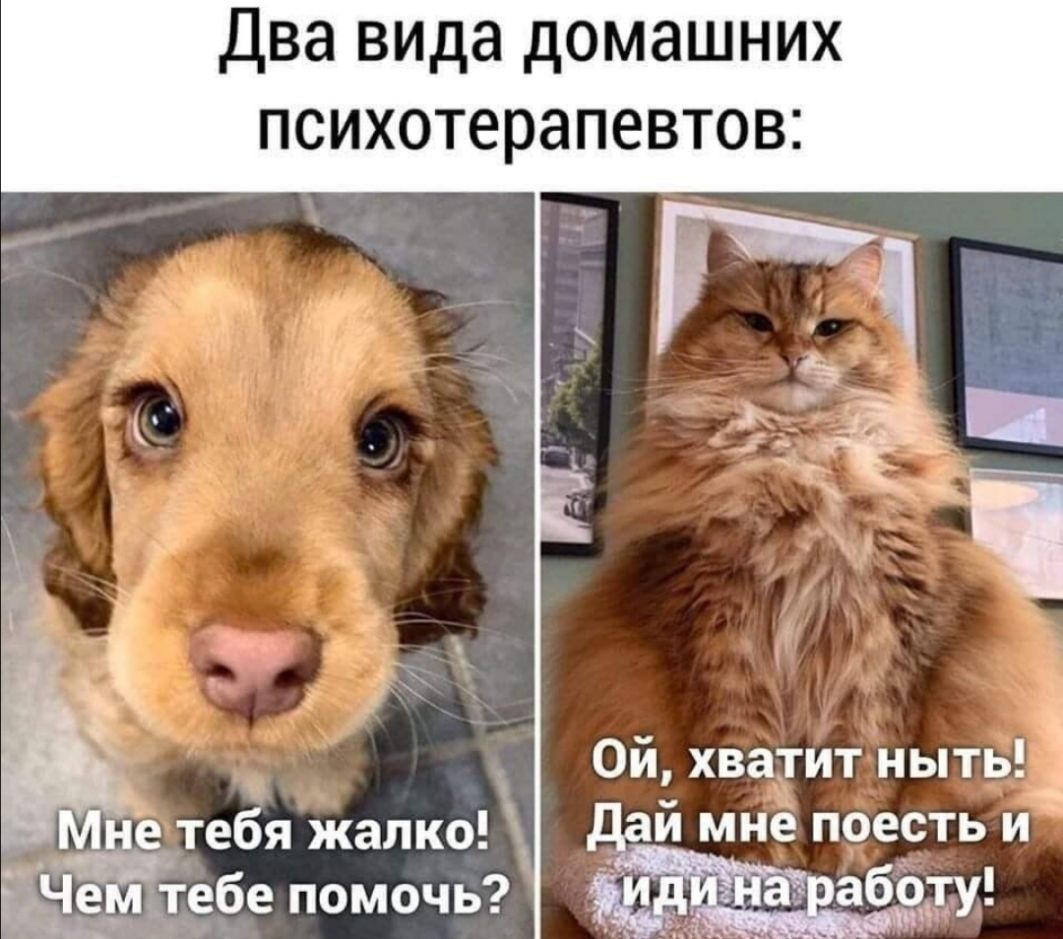 Два вида домашних психотерапевтов Р _ Эх _ Ой хватит ныть Мне_ тебя жалко дтебе помочь