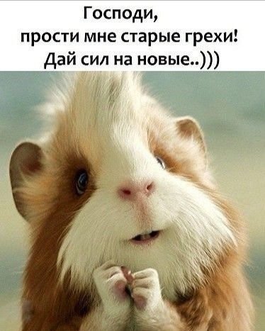 Господи прости мне старые грехи Дай сил на новые