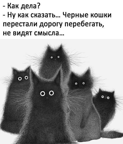 Как дела Ну как сказать Черные кошки перестали дорогу перебегать не видят смысла