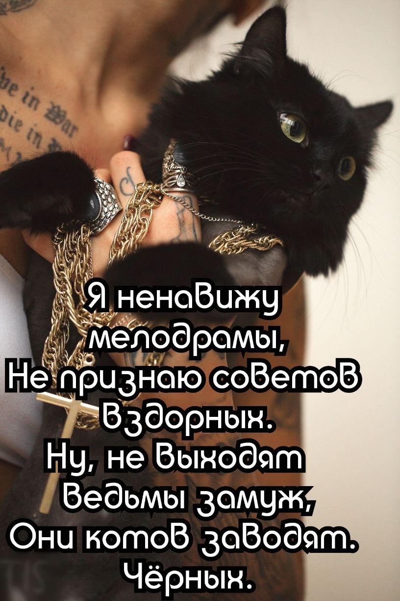 Вздорнын Ну не Вынодят Ведьмы замуж Они котов доВодчт Чёрнын