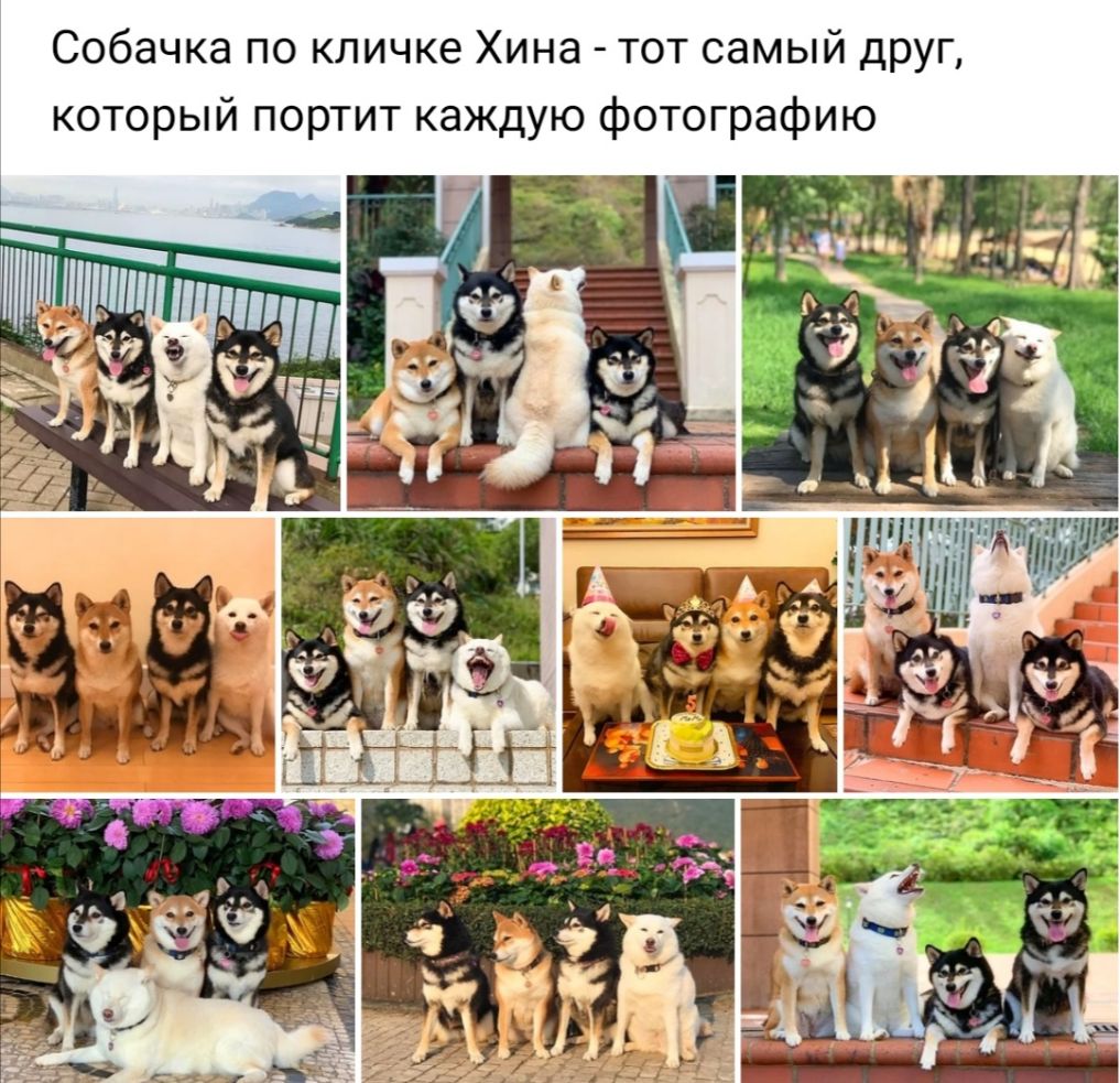 Собачка по кличке Хина тот самый друг который портит каждую фотографию К __ __ ___ _ Лтд ТЁ