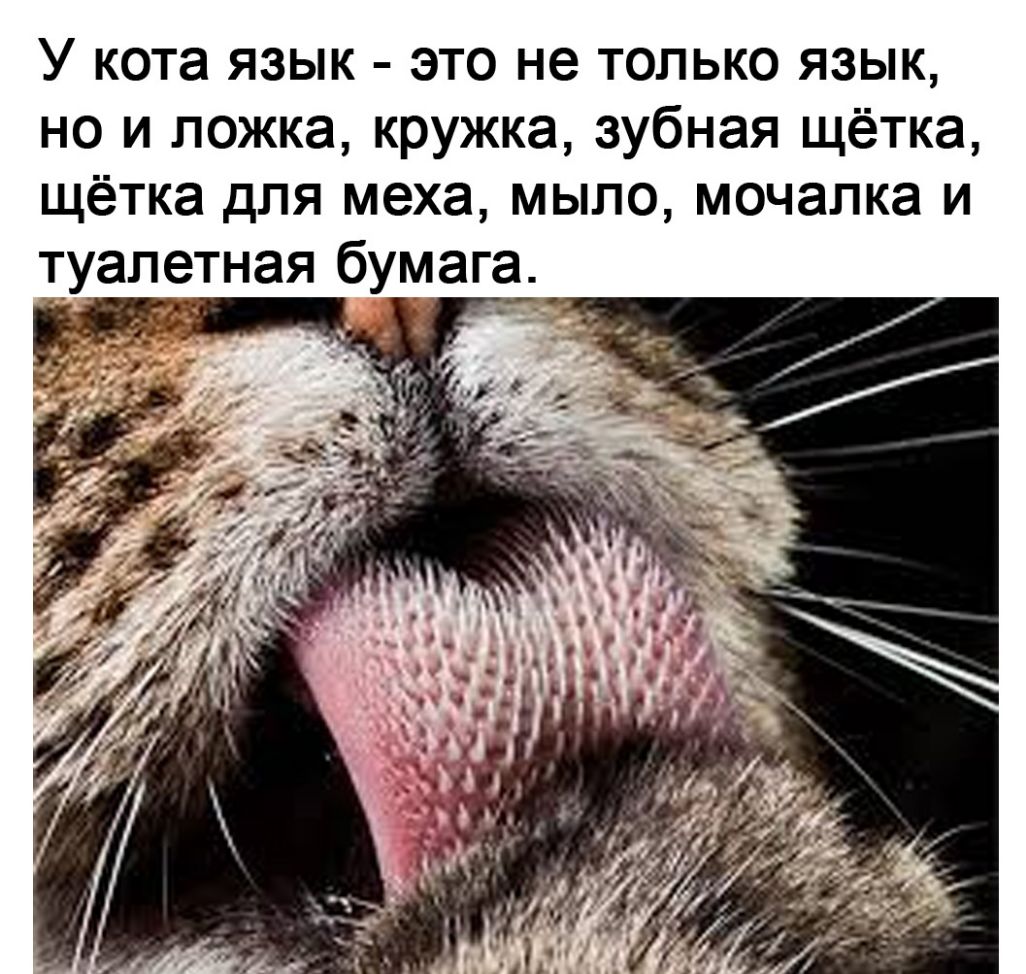 У кота язык это не только язык но и ложка кружка зубная щётка щётка для меха мыло мочапка и туалетная бумага 1 _