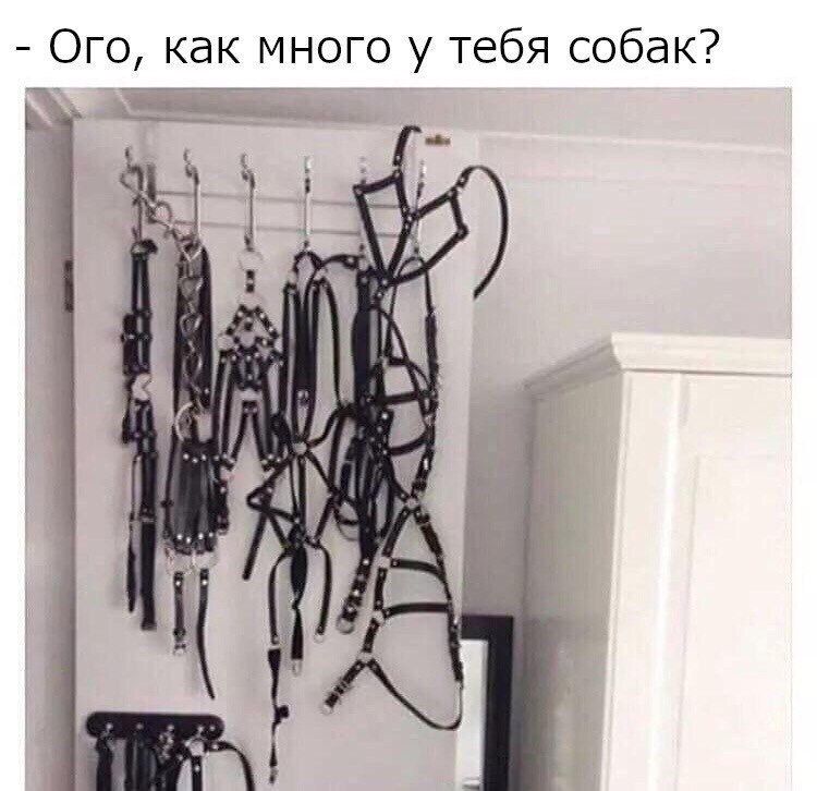 Ого как много у тебя собак