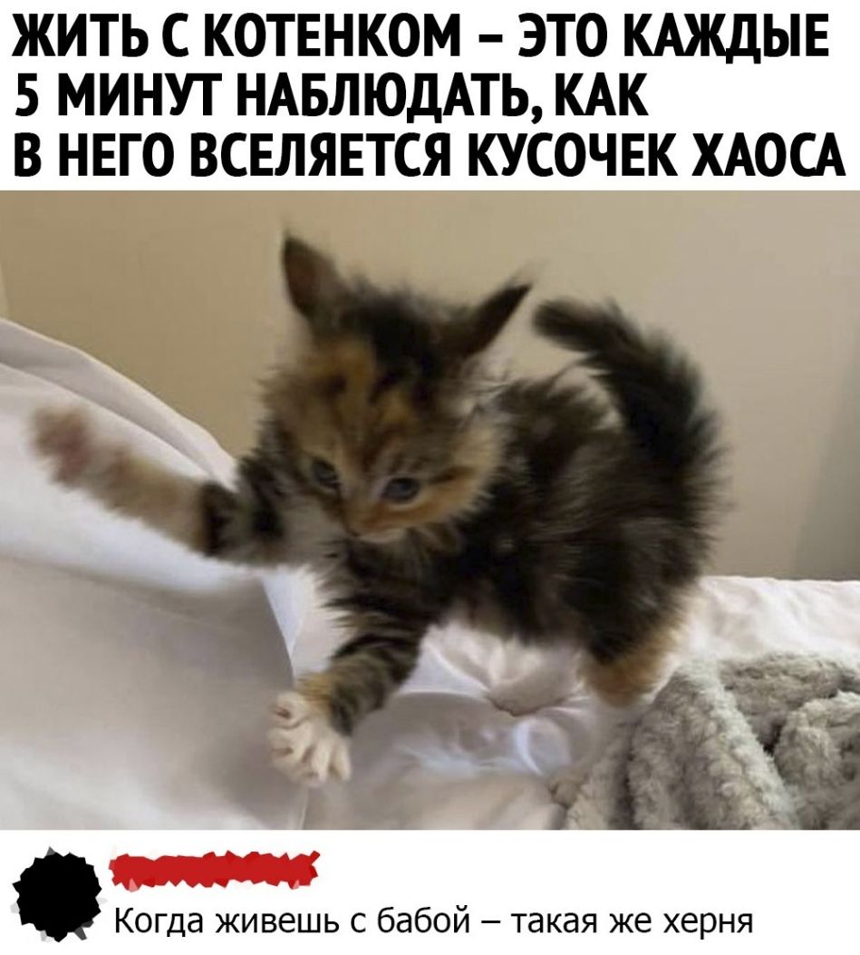 ЖИТЬ С КОТЕНКОМ ЭТО КАЖДЫЕ 5 МИНУТ НАБЛЮДАТЬ КАК В НЕГО ВСЕЛЯЕТСЯ КУСОЧЕК ХАОСА Когда живешь с бабой такая же херня