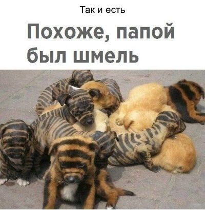 Так и есть Похоже папой был шмель
