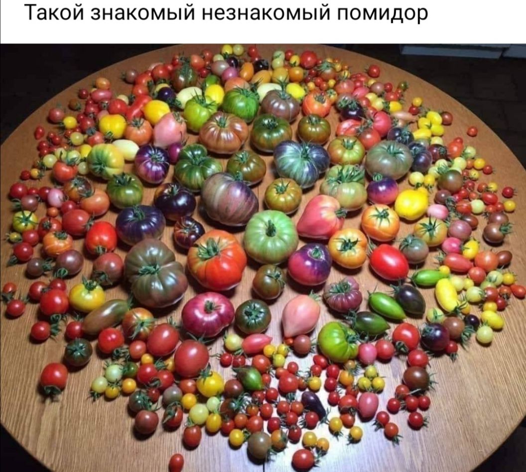 Такой знакомый незнакомый помидор