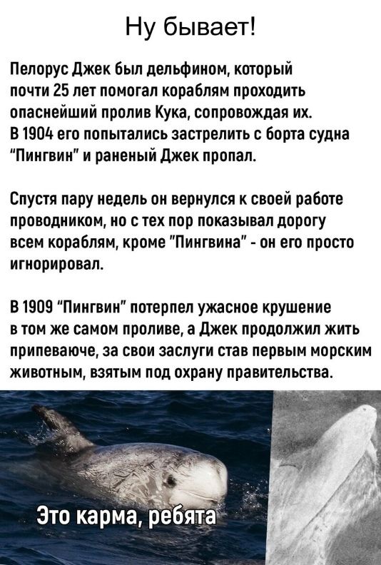 Ну бывает Пелорус Джек Был дельфином который почти 25 лет помогал кораблям проходить опаснейший пролив Кука сопровождая их В 1904 его попытались застрелить с Борта судна Пингвин и раненый Джек пропал Спустя пару недель он вернулся к своей работе проводником но с тех пор показывал дорогу всем кораблям кроме Пингвина он его просто игнорировал В 1509 Пингвин потерпел ужасное крушение в том же самом п