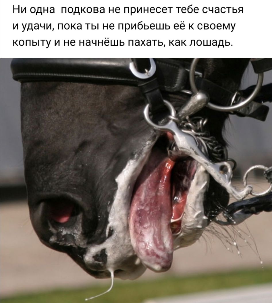 Ни одна подкова не принесет тебе счастья и удачи пока ты не прибьешь её к своему копыту и не начнёшь пахать как лошадь