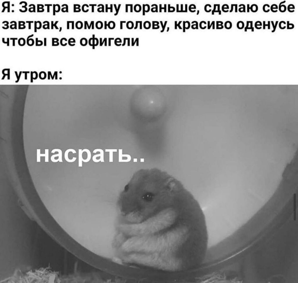 Я Завтра встану пораньше сделаю себе завтрак помою голову красиво оденусь чтобы все офигели Я утром насрать