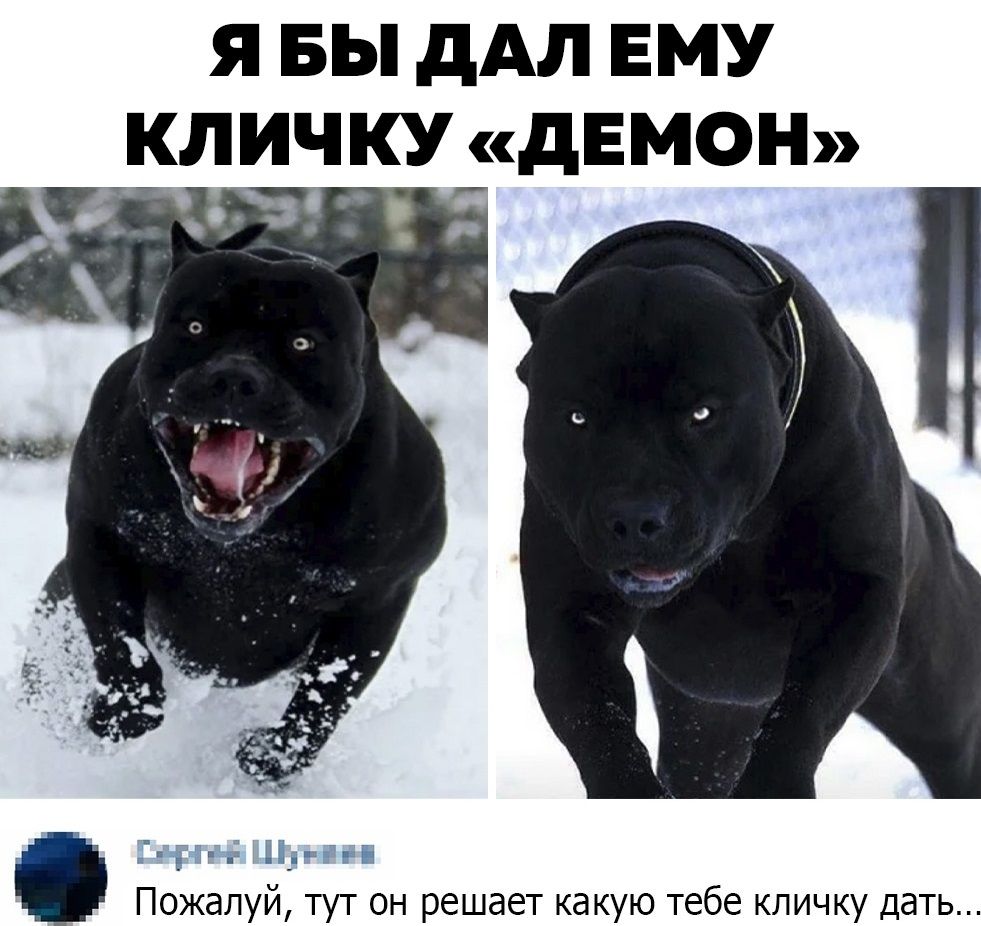 Я Бы дАЛ ЕМУ личку дЕМОН Пожалуй тут он решает какую тебе кличку дать