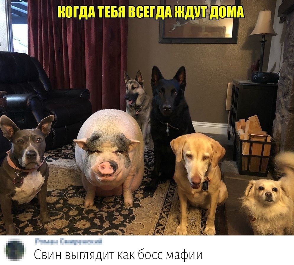 А Ё НВГДАТЕБЯ ВСЕГДА ЖДУ ВМА Свин выглядит как босс мафии