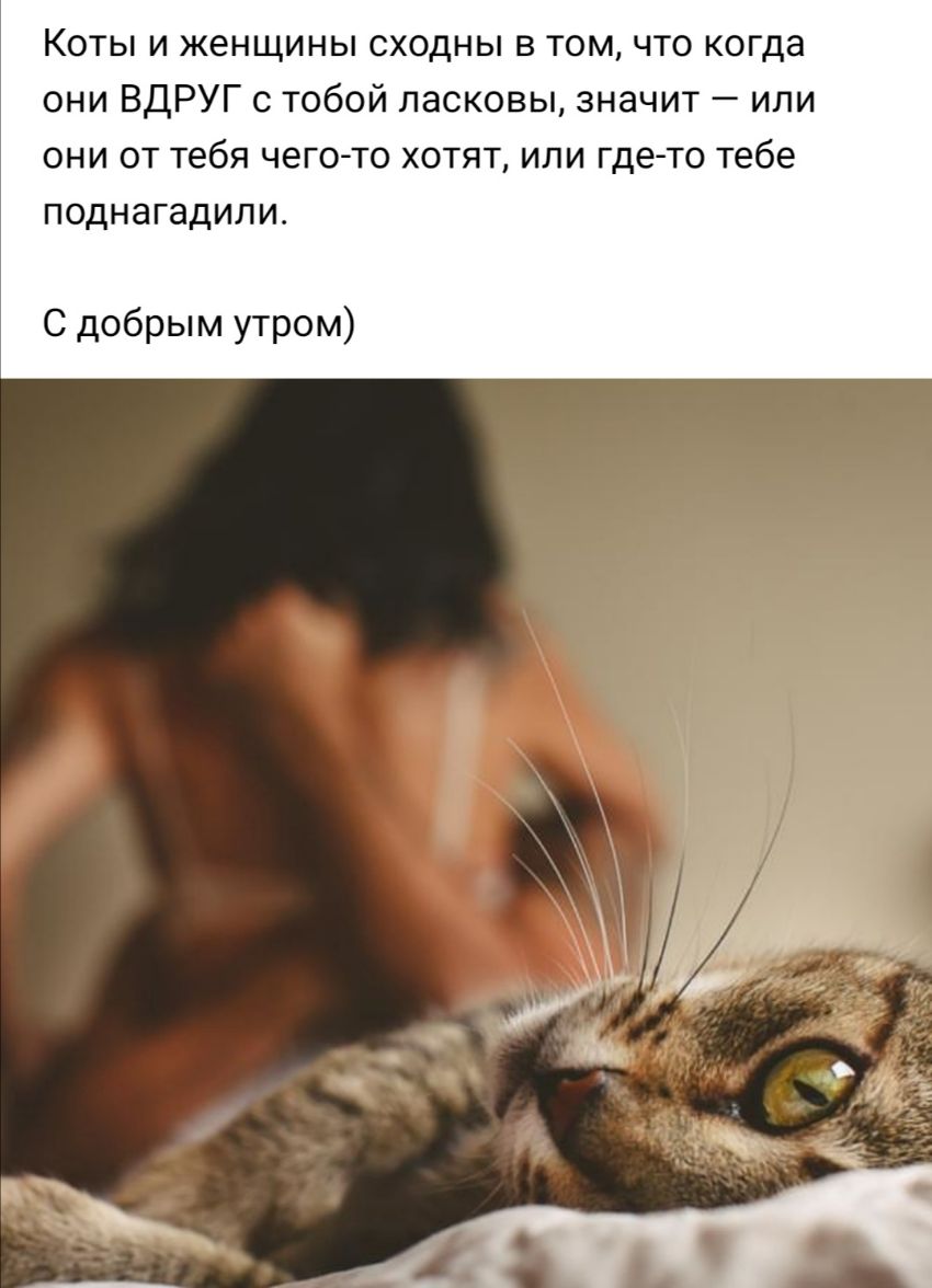 Коты и женщины сходны в том что когда они ВДРУГ с тобой ласковы значит или они от тебя чего то хотят или где то тебе поднагадили С добрым утром