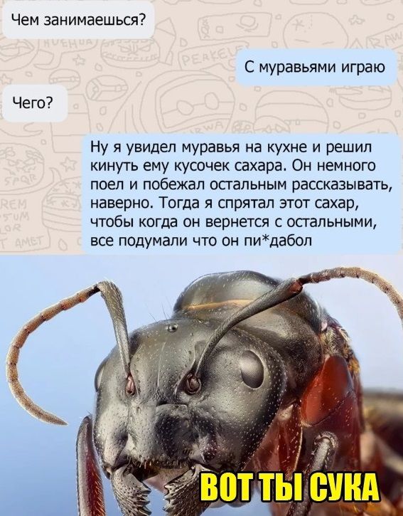 Чем занимаешься Чего С муравьями играю Ну я увидел муравья на кухне и решил кинуть ему кусочек сахара Он немного поел и побежал остальным рассказывать наверно Тогда я спрятал этот сахар чтобы когда он вернется с остальными все подумали что он пидабол