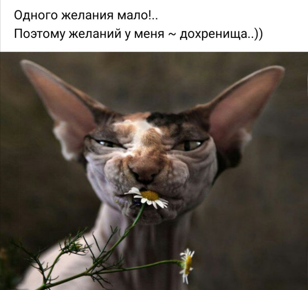 Одного желания мало Поэтому желаний у меня дохренища