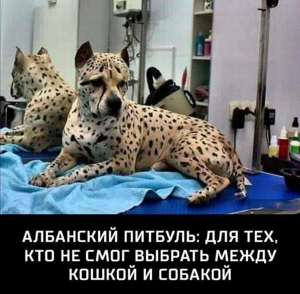 АлвАнский питвуль для тех кто не смог_выврдть МЕЖДУ кпшкпи и спвдкои