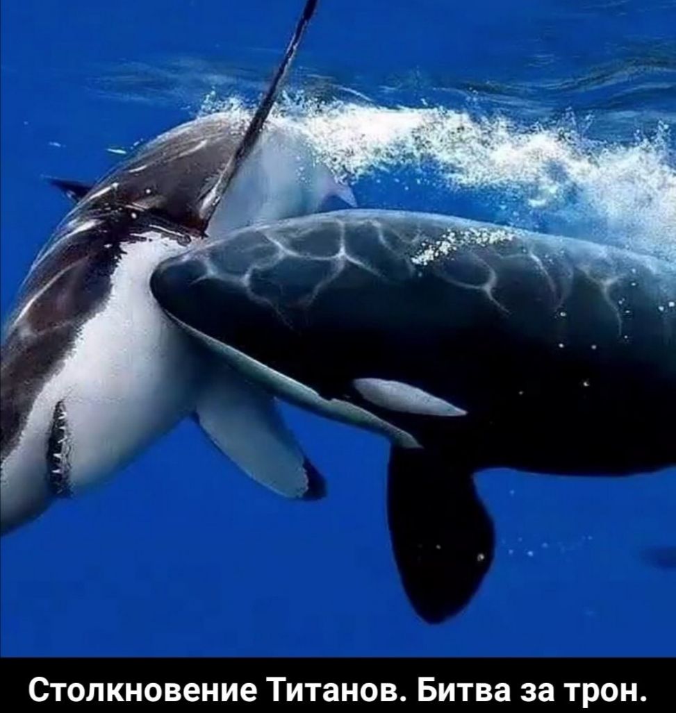 Столкновение Титанов Битва за трон