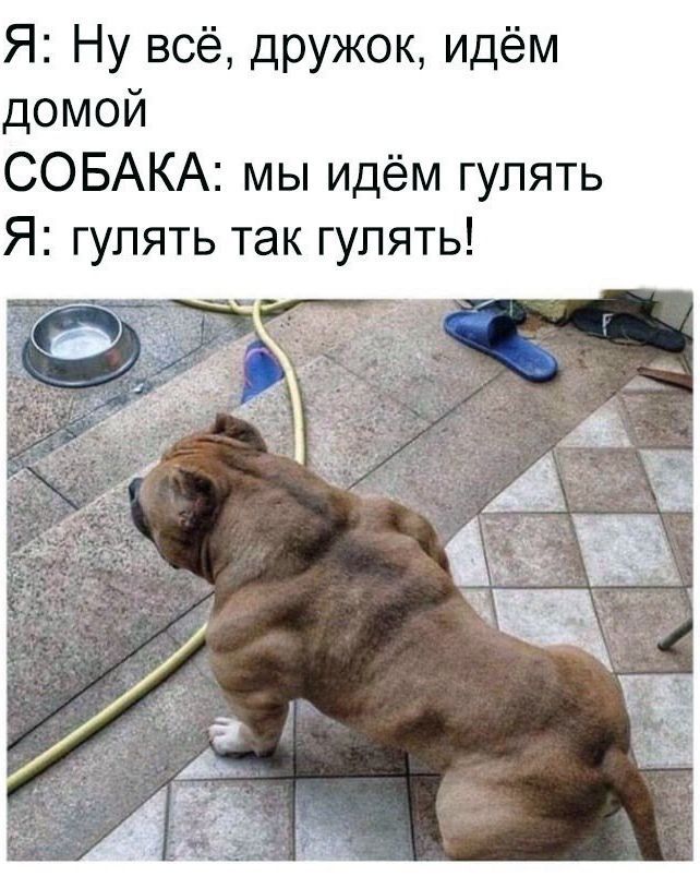 Я Ну всё дружок идём домой СОБАКА мы идём гулять Я гулять так гулять