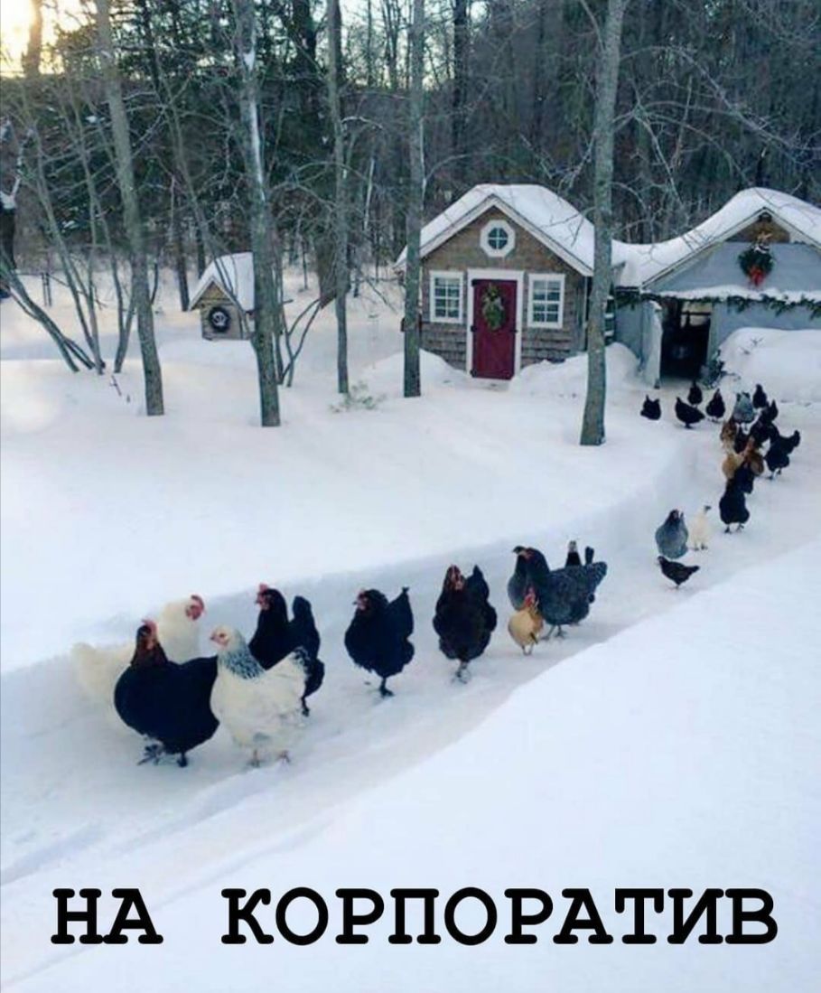 НА КОРПОРАТИВ