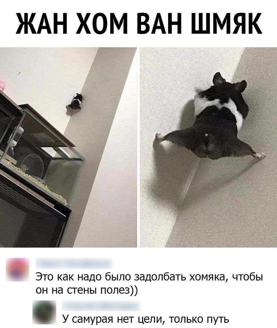 ЖАН ХОМ ВАН ШМЯК Это как надо было задолбать хомяка чтобы он на стены полез У самурая нет цели только путь