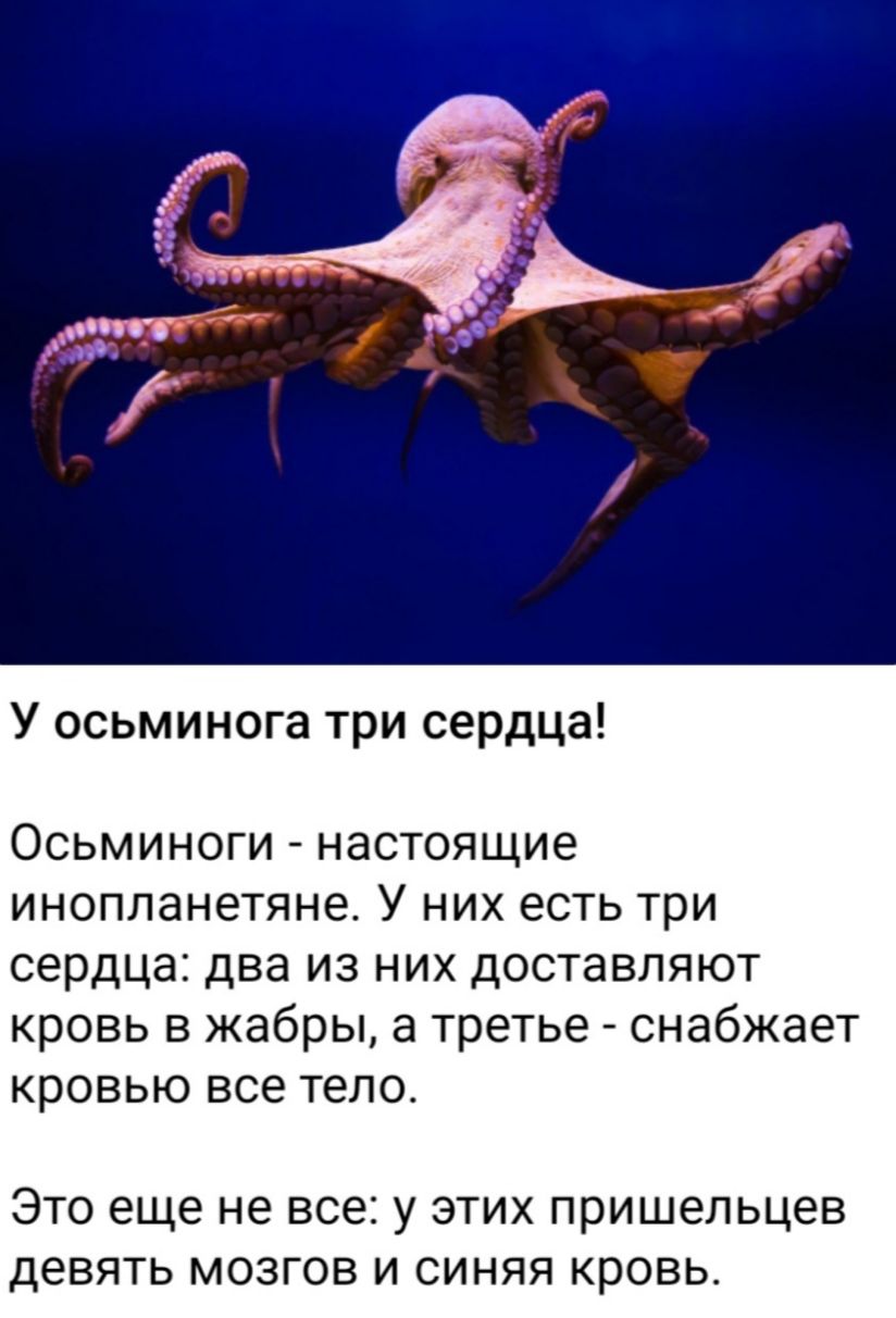 У осьминога три сердца Осьминоги настоящие инопланетяне У них есть три сердца два из них доставляют кровь в жабры а третье снабжает кровью все тело ЭТО еще не все у ЭТИХ ПРИШЭЛЬЦЗВ девять МОЗГОВ И СИНЯЯ КРОВЬ
