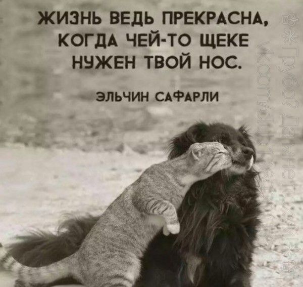 ЖИЗЁЬ ВЕДЬ ПРЕКРАСНА КОГДА ЧЕЙ ТО ЩЕКЕ НБЖЕН ТВОЙ НОС ЗЛЬЧИН САФАРЛИ