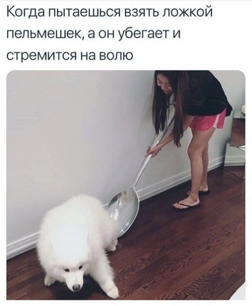 КОГДЭ ПЫТЭЕШЬСЯ ВЗЯТЬ ПОЖКОЙ пепьмешек ОН убегает И СТРЭМИТСЯ Нд ВОЛЮ