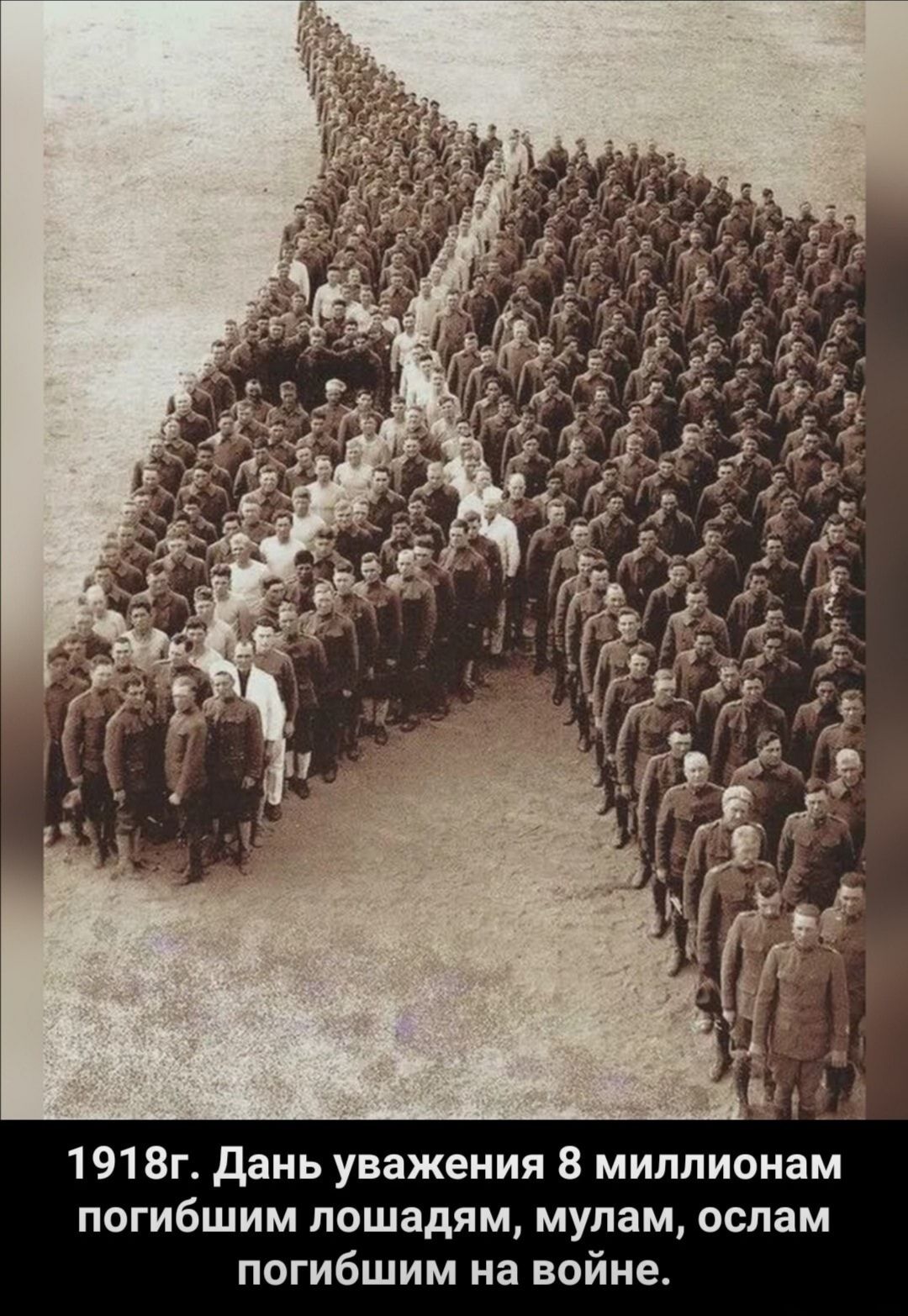 1918г дань уважения 8 миллионам погибшим лошадям мулам ослам погибшим на войне