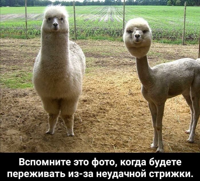 Вспомните это фото когда будете переживать из за неудачной стрижки