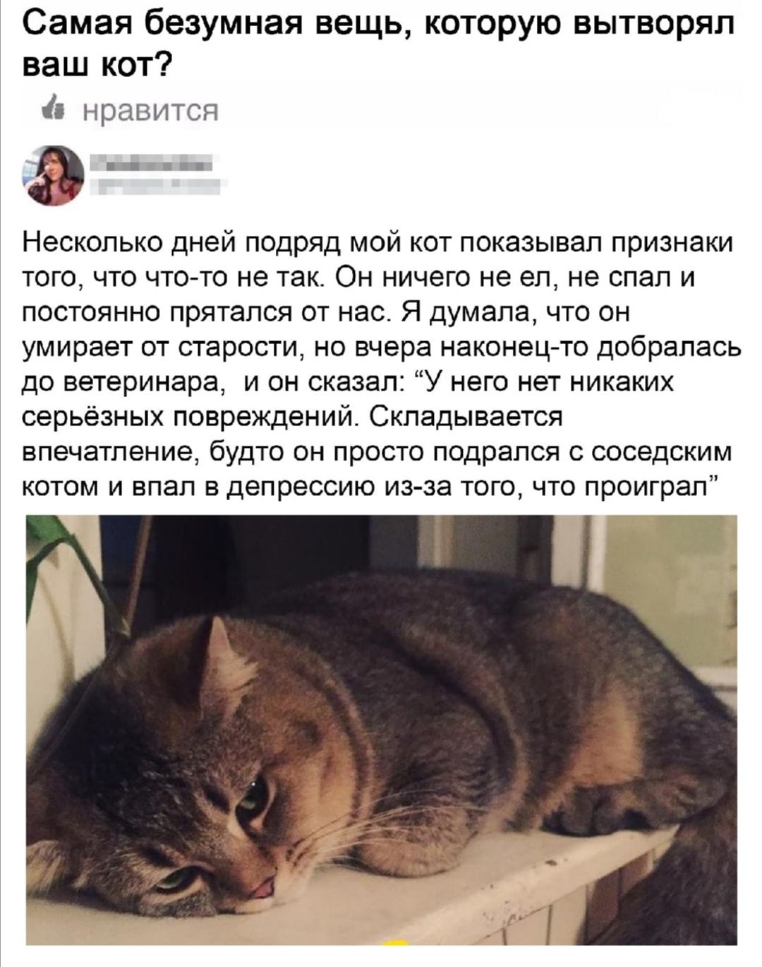 Самая безумная вещь которую вытворял ваш кот нравится а Несколько дней подряд мой кот показывал признаки того что что то не так Он ничего не ел не спал и постоянно прятался от нас Я думала что он умирает от старости но вчера наконец то добралась до ветеринара и он сказал У него нет никаких серьёзных повреждений Складывается впечатление будто он просто подрался с соседским котом и впал в депрессию 