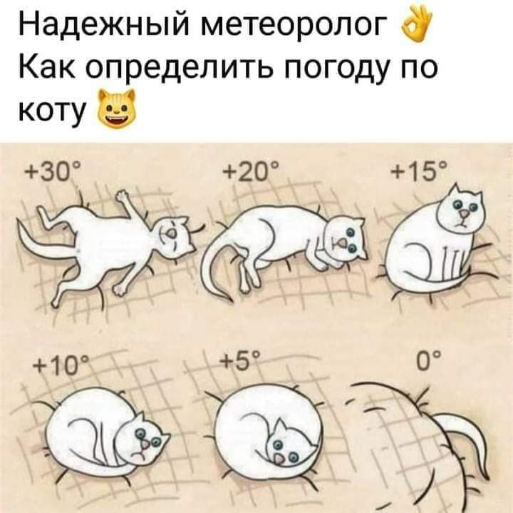 Надежный метеоролог О Как определить погоду по коту 30_1 20 15