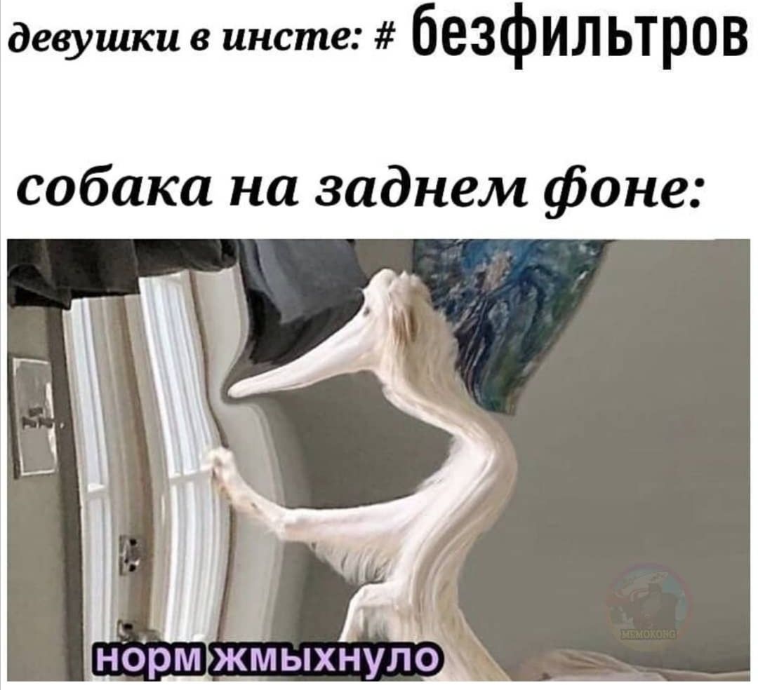девушки в инсте безфИЛЬТРОВ собака на заднем фоне НбРМОКЫХНУЛО