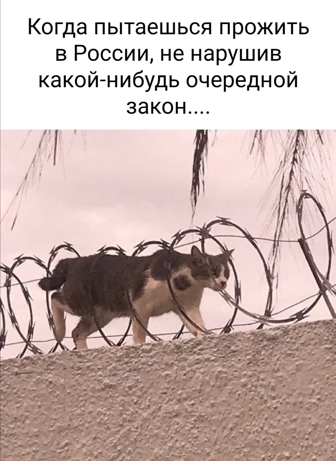 Когда пытаешься прожить в России не нарушив какой нибудь очередной 38КОН