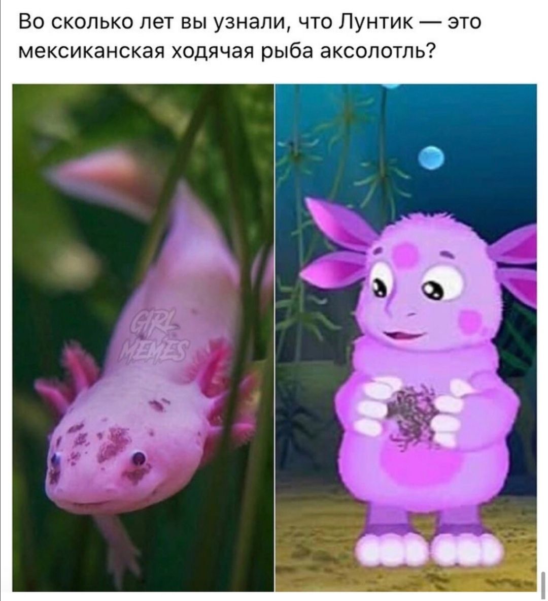 Во сколько лет вы узнали что Лунтик это мексиканская ходячая рыба аксолотль