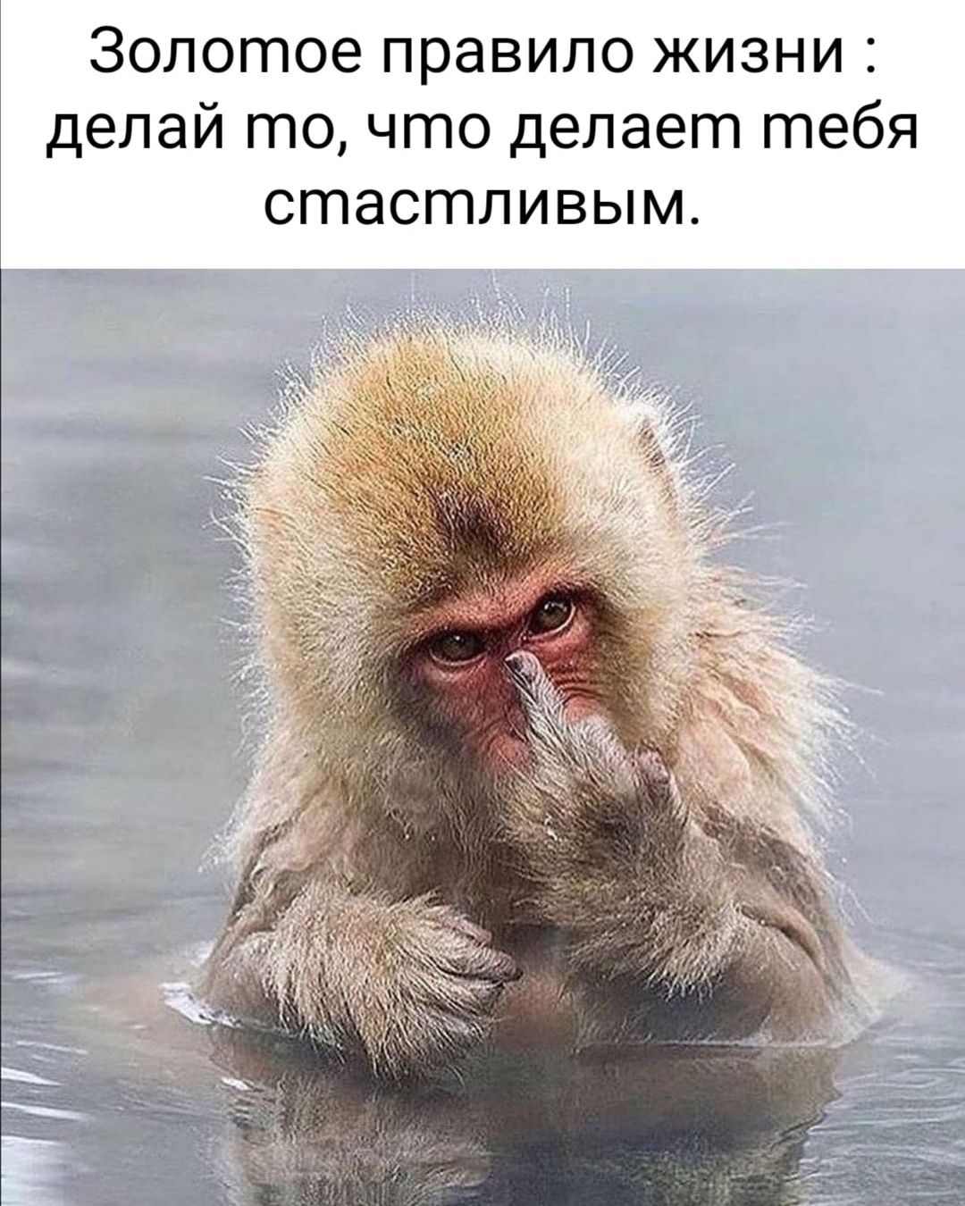 Золотое правило жизни делай то что делает тебя СГПЭСГПЛИВЫМ