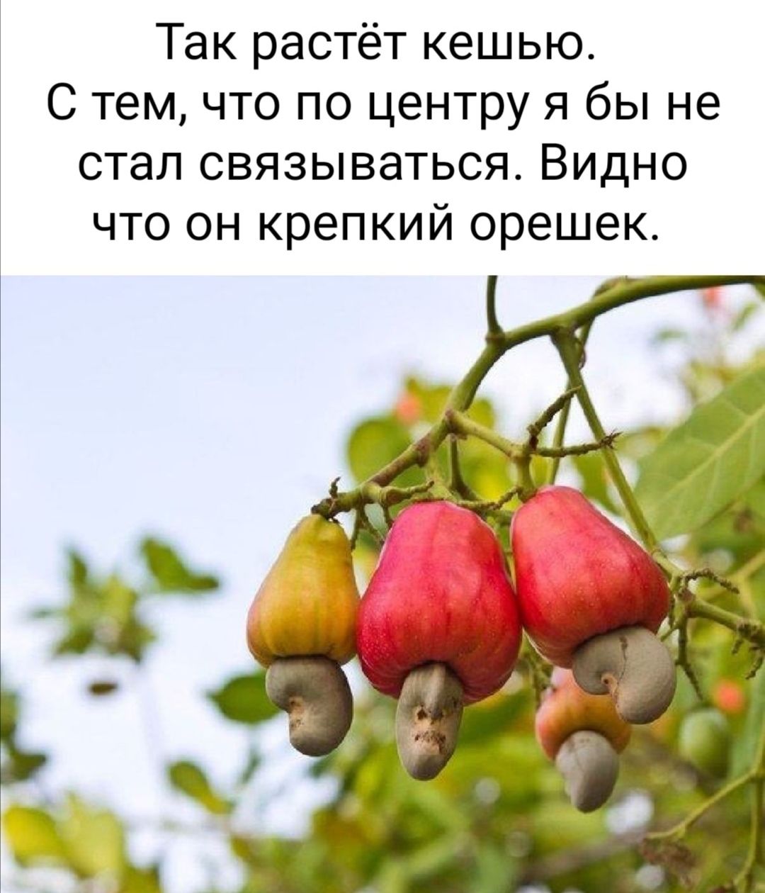 Так растёт кешью С тем что по центру я бы не стал связываться Видно что он крепкий орешек