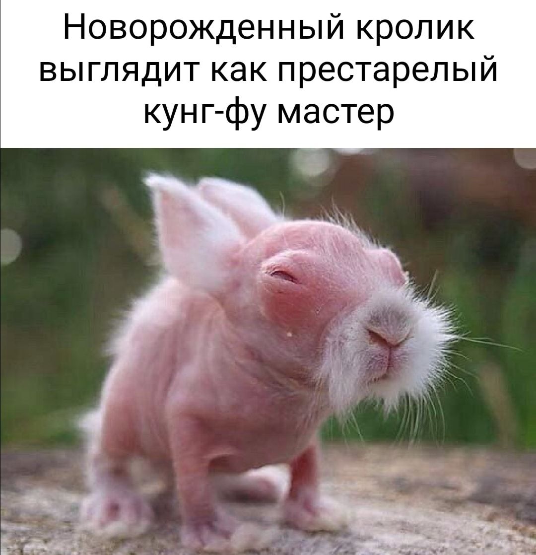 Новорожденный кролик выглядит как престарелый кун гфу мастер