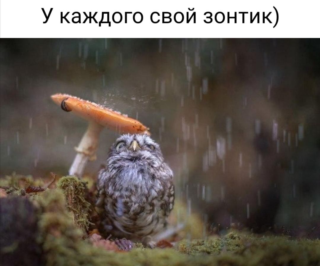 У каждого свой зонтик