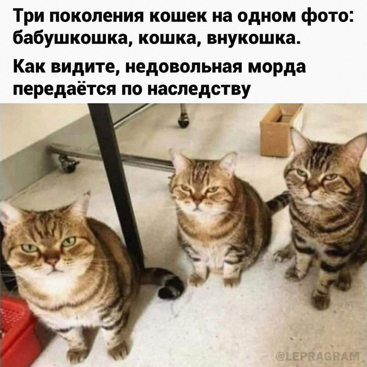 Три поколения кошек на одном фото бабушкошка кошка внукошка Как видите недовольная морда передаётся по наследству Ь