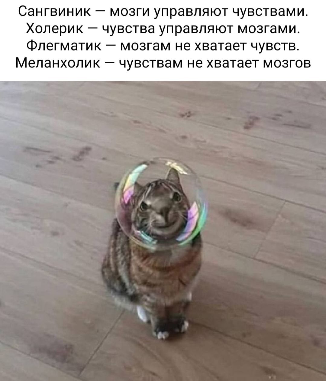 Сангвиник мозги управляют чувствами Холерик чувства управляют мозгами Флегматик мозгам не хватает чувств Меланхолик чувствам не хватает мозгов