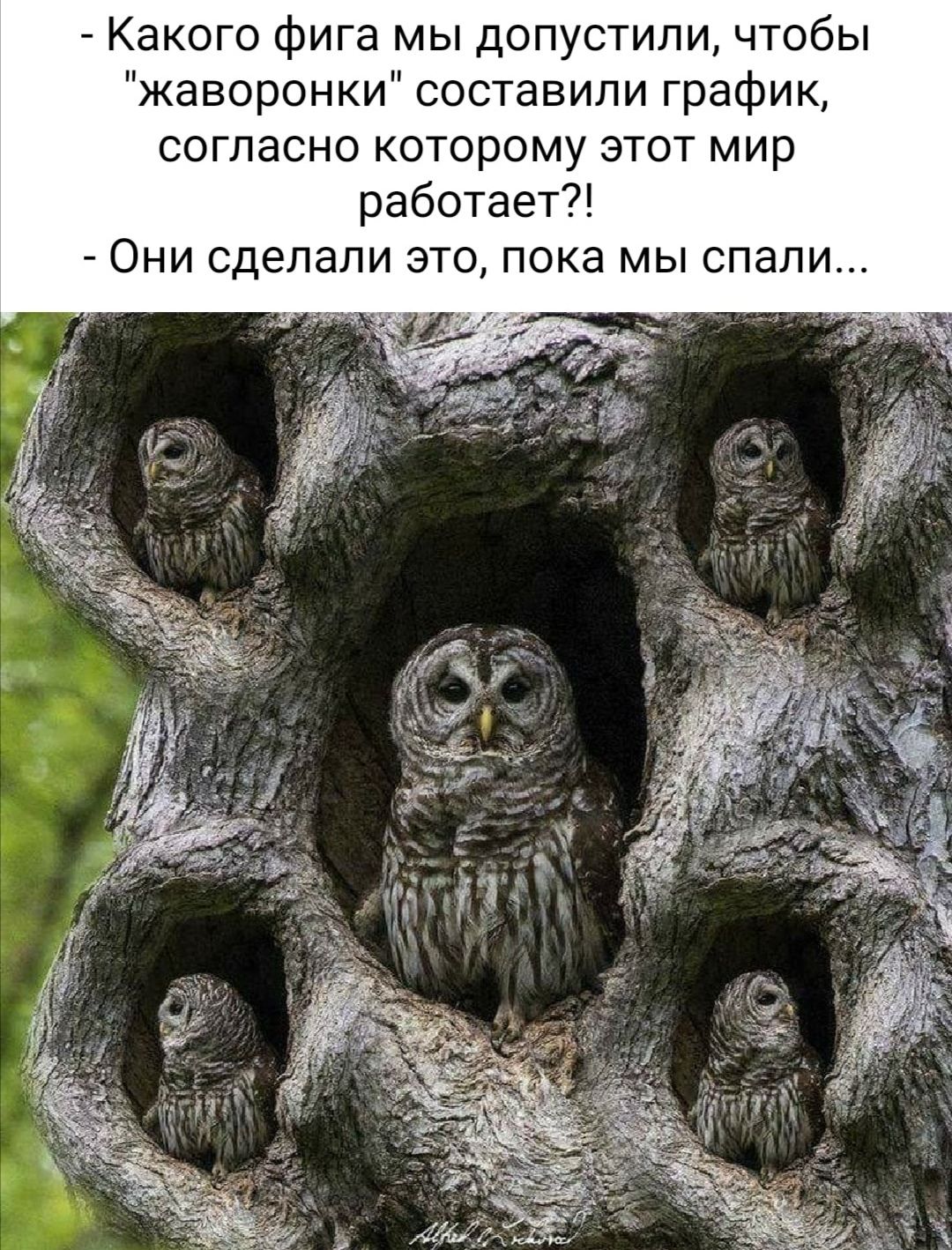 Какого фига мы допустили чтобы жаворонки составили график согласно которому этот мир работает Они сделали это пока мы спали