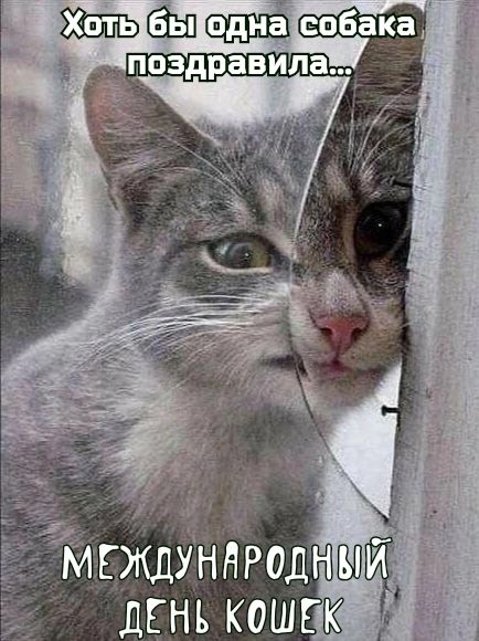 МЕжцЁннроднкзп дгнъкошпк а