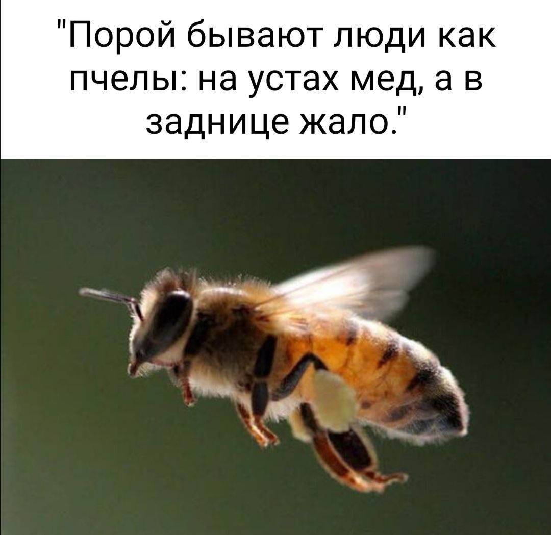 Порой бывают люди как пчелы на устах мед а в заднице жало