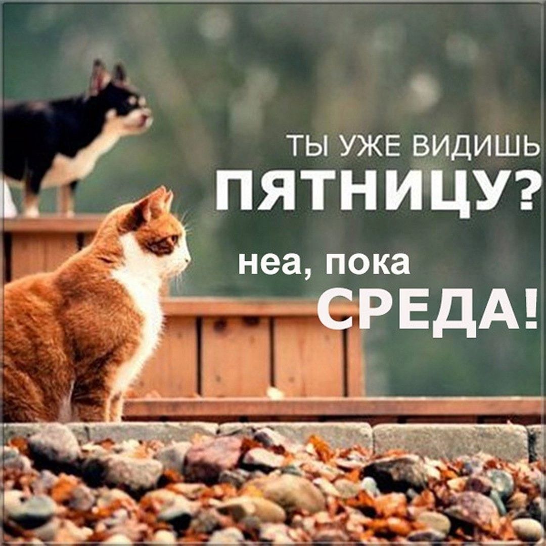 ТЫ УЖЕ ВИДИШЬ _ 31 ПЯТНИИЦУ неа пока СРЕДА