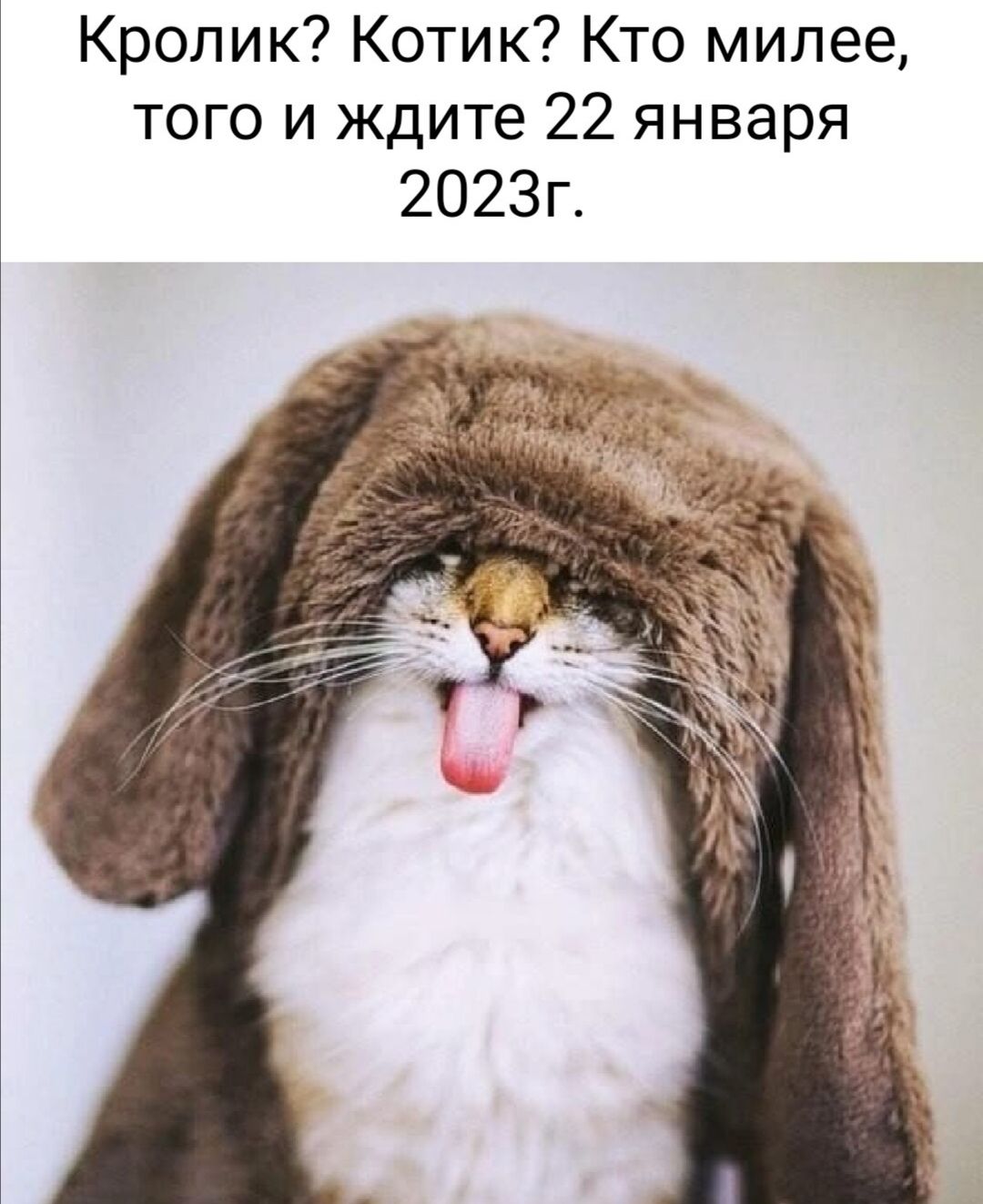 Кролик Котик Кто милее того и ждите 22 января 2023г