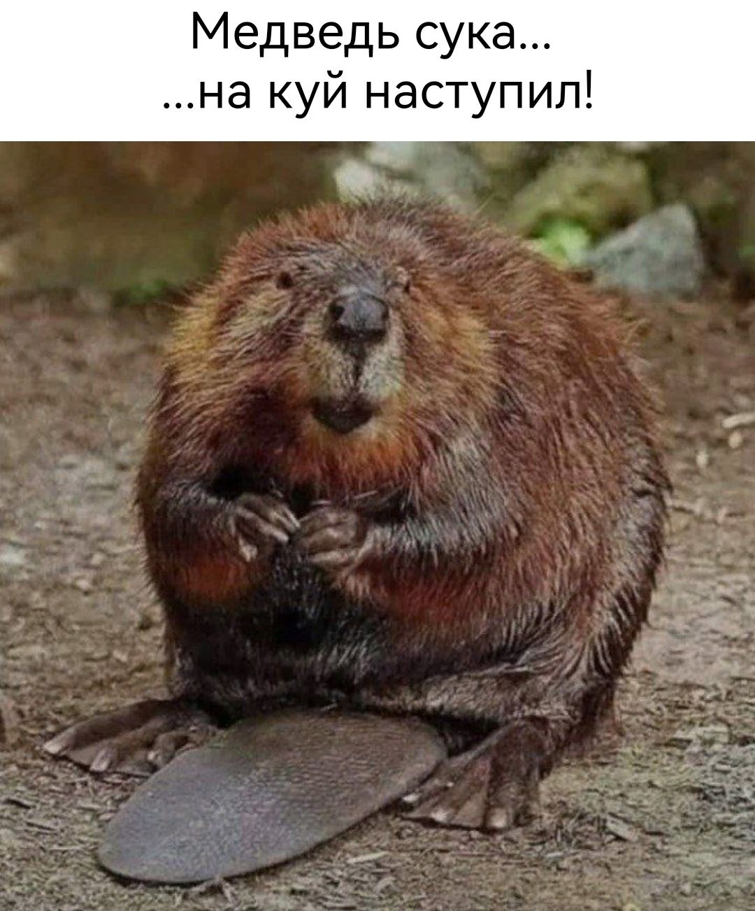 Медведь сука на куй наступил