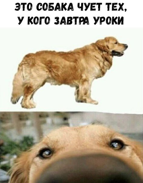 ЭТО СОБАКА ЧУЕТ ТЕХ У КОГ О ЗАВТРА УРОКИ