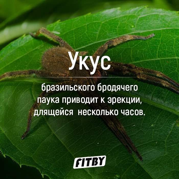 бразИпьского бродячего паука приводит К эрекции ждпящейся несколько часов ШШ